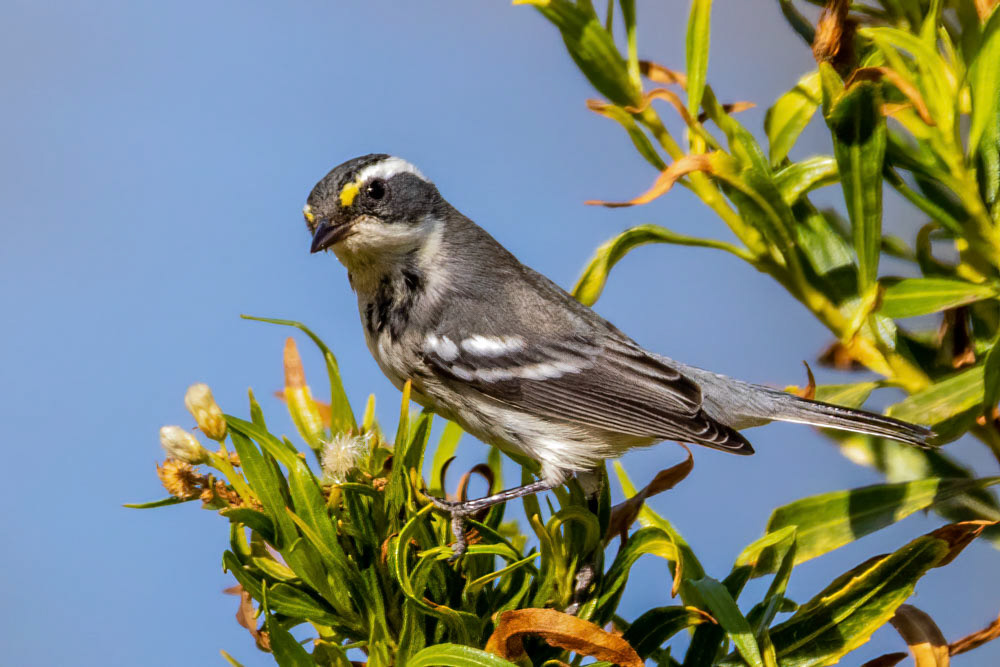 Black-throated Gray Warbler at Simi Arroyo