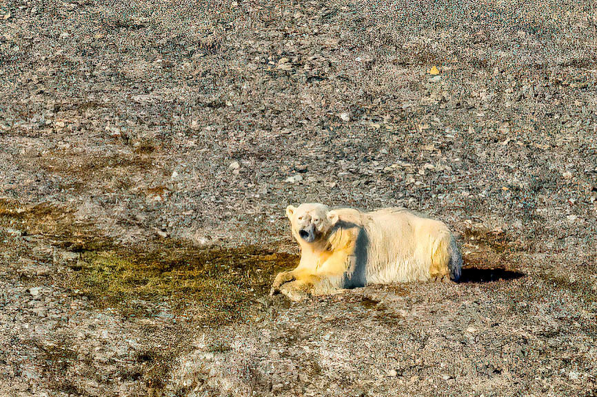 Polar Bear enroute to 80th Parallel