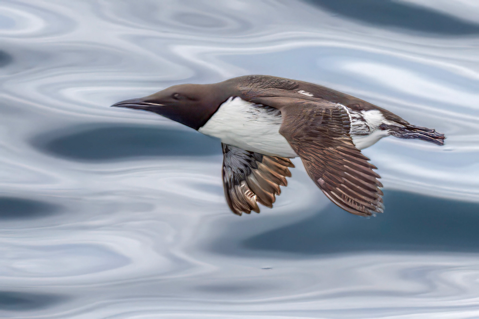 Bear Island Common Guillemot