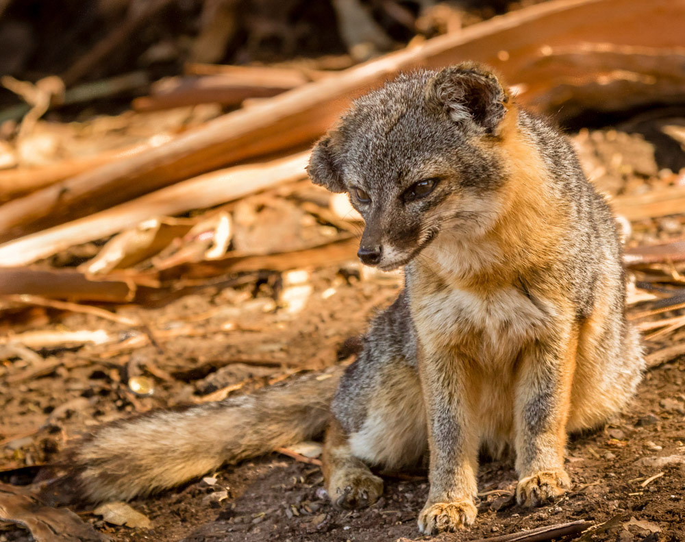 Channel Island Fox Santa Cruz Island