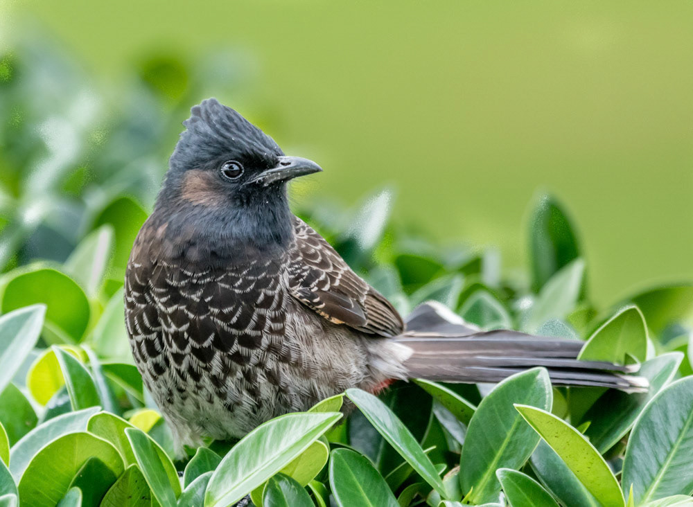 Red Vented Bulbul Oahu