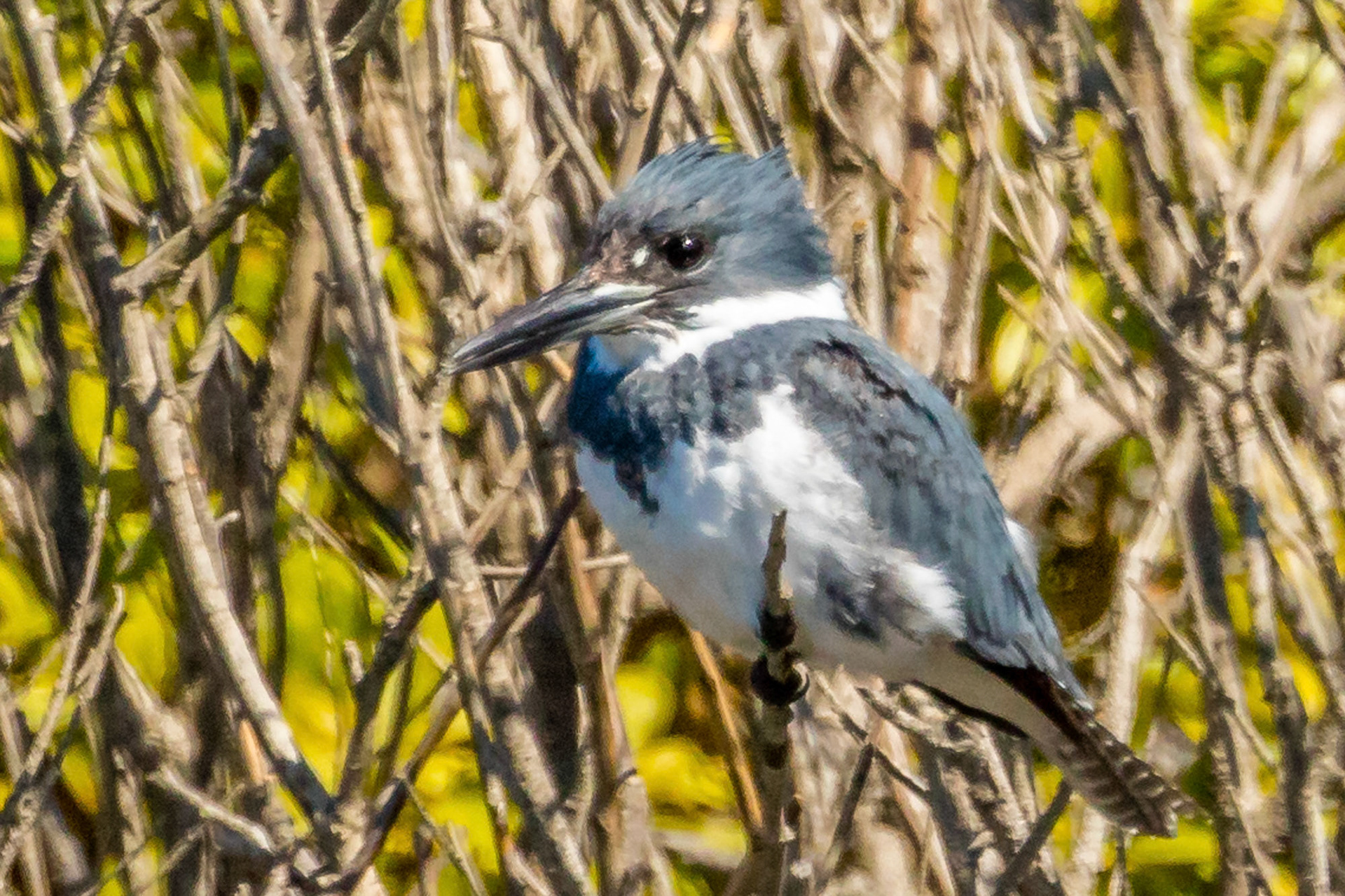 Belted Kingfisher at Ventura Ponds
