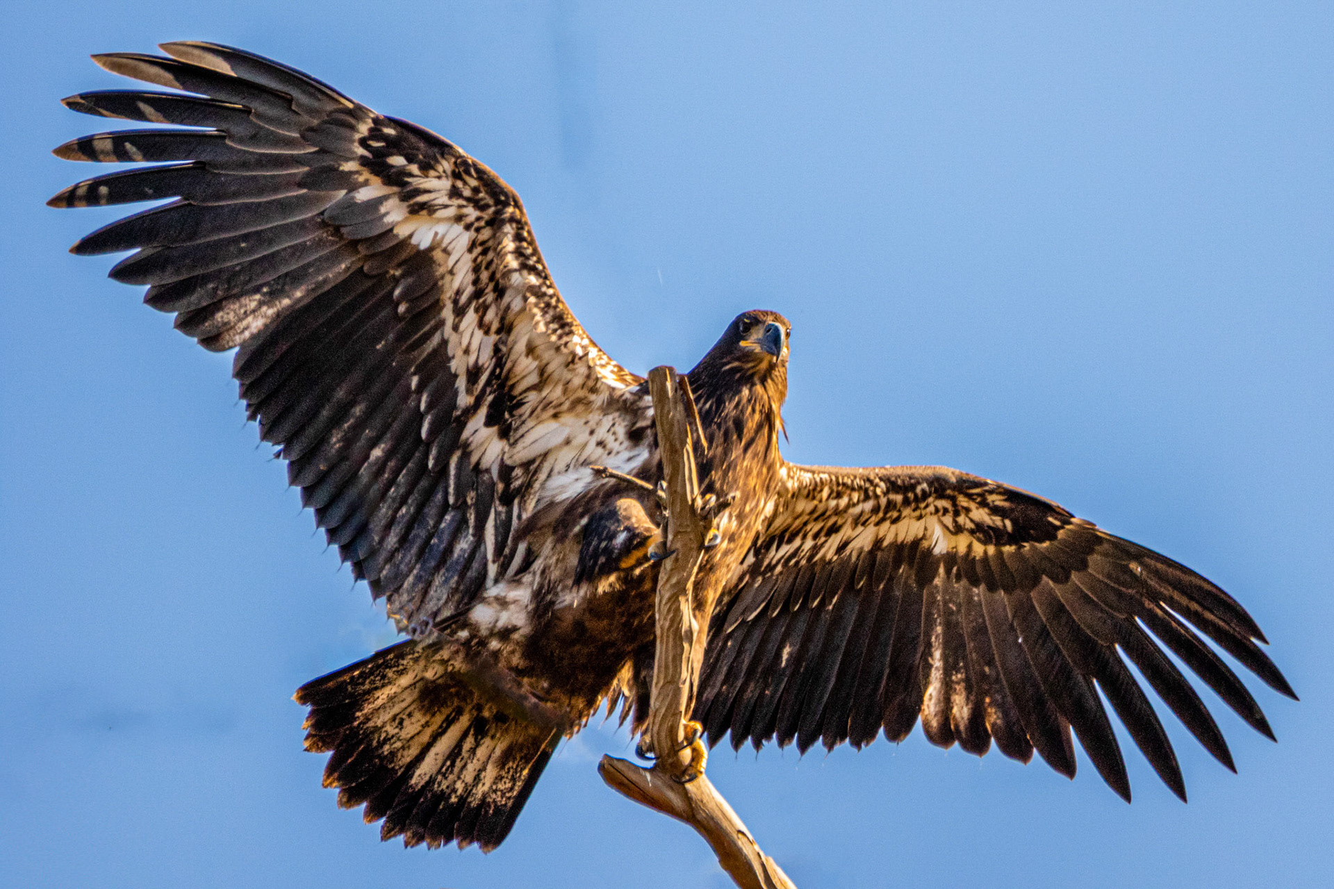 Fledgling Bald Eagle tries her wings at Lake Casitas