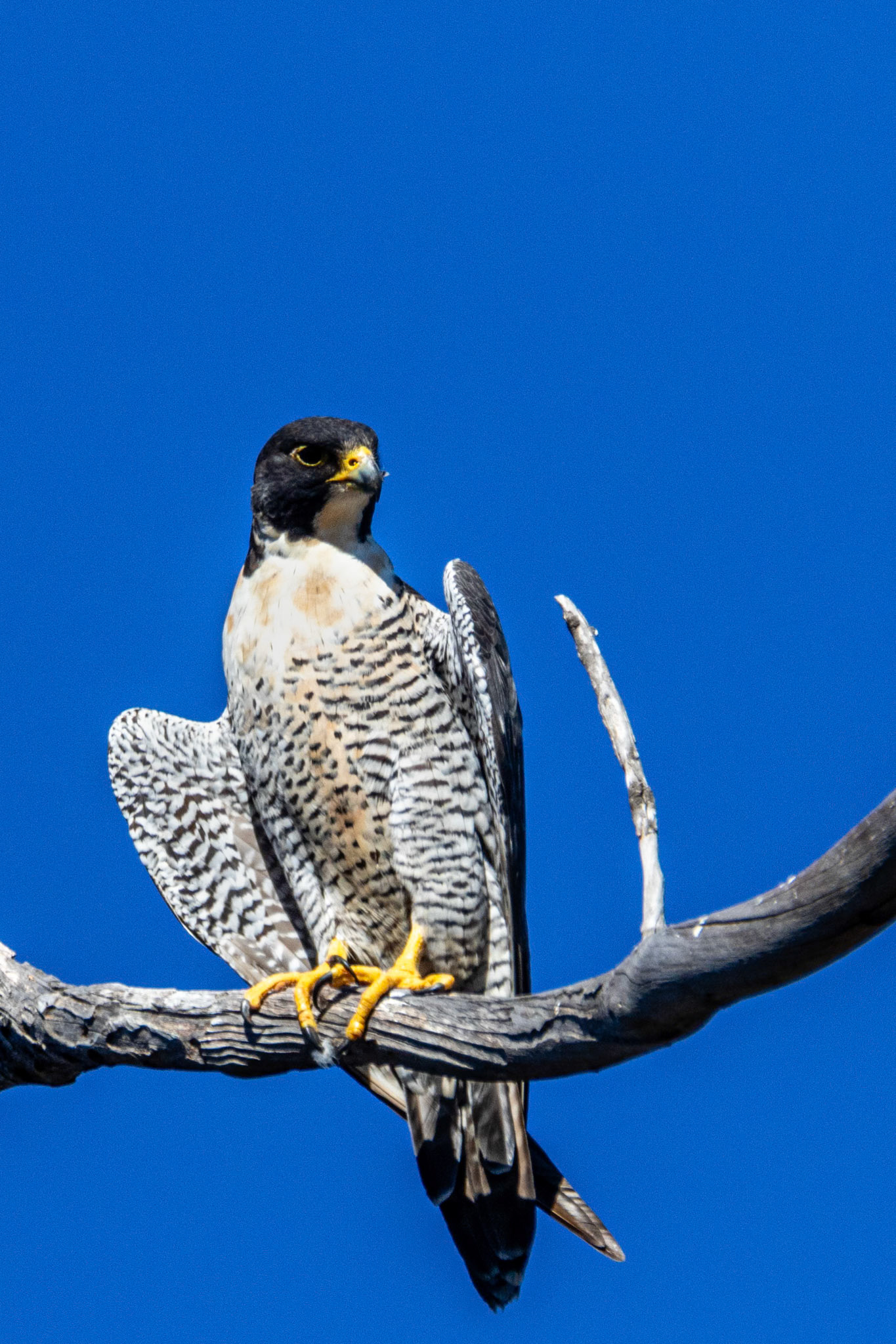 Peregrine Falcon at Lake Casitas