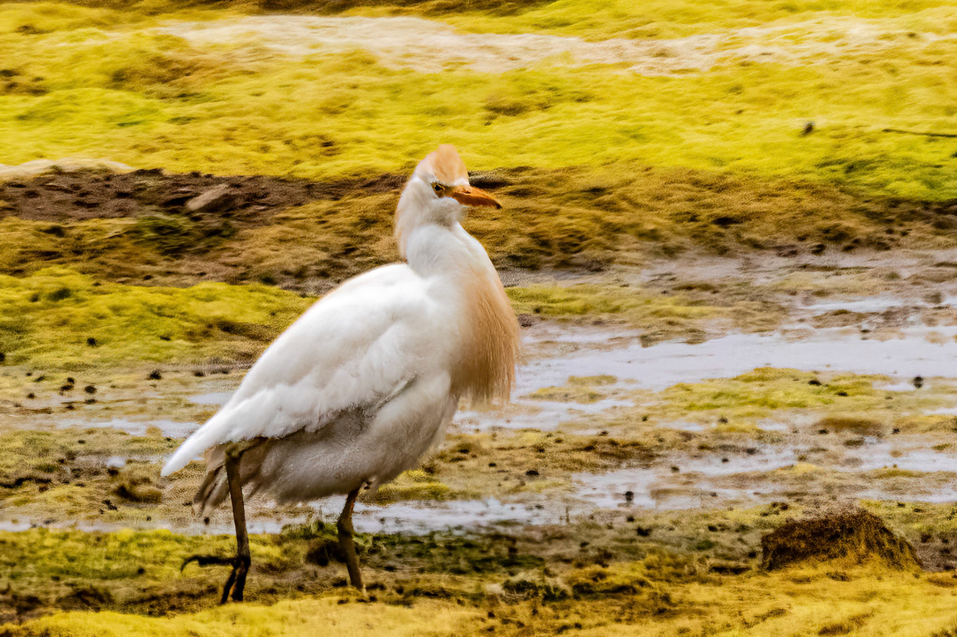 Cattle Egret at Saticoy Ponds