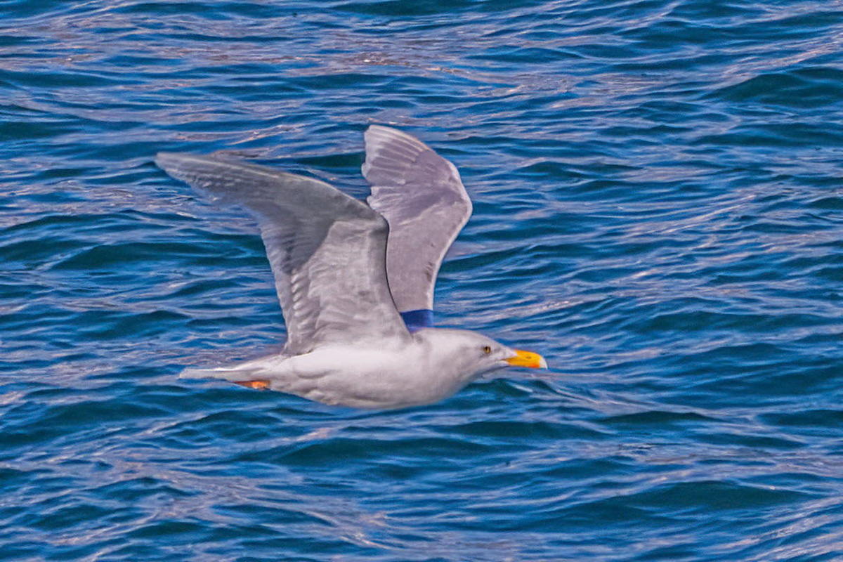 Bockfjorden Zodiac Cruise Glaucous Gull