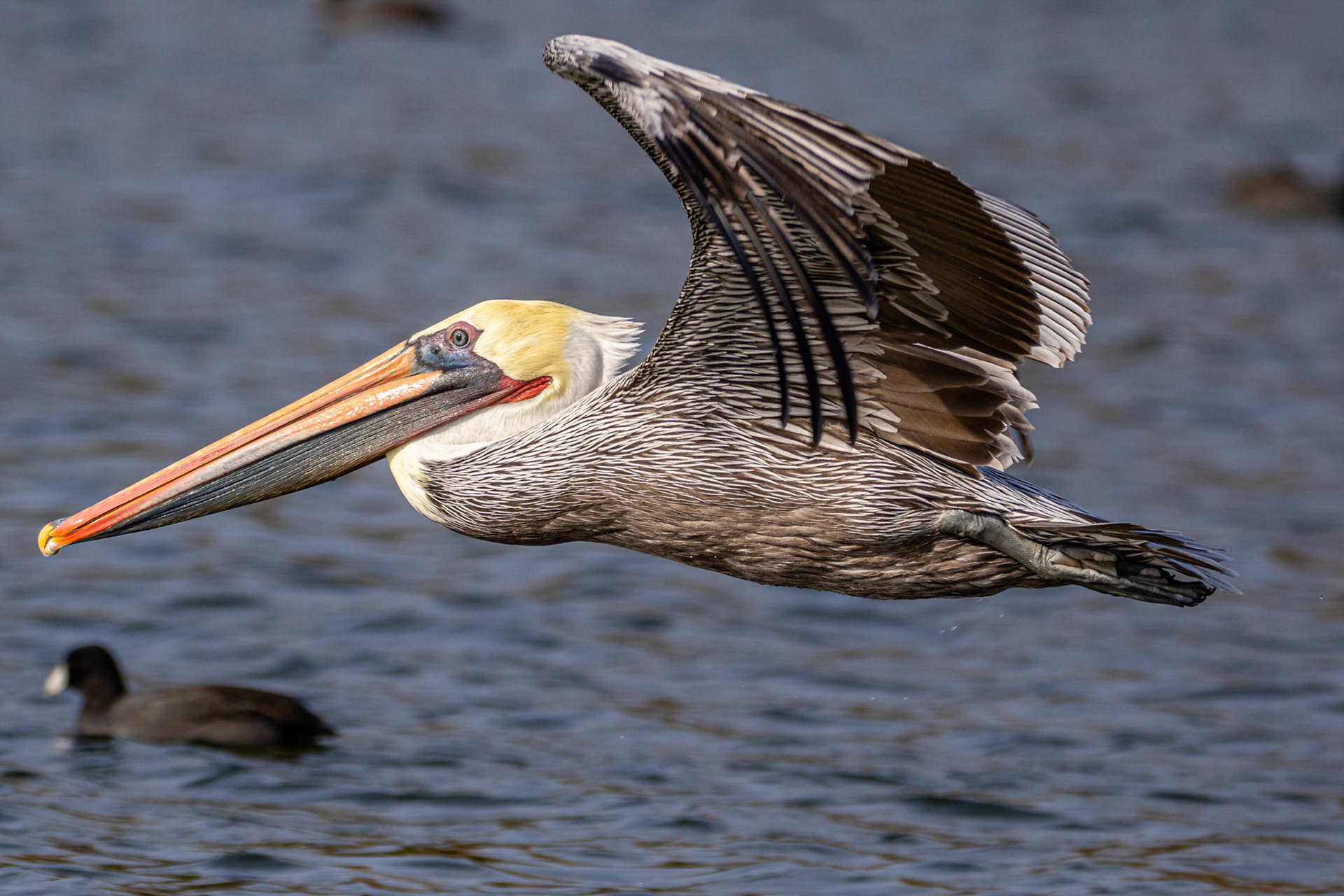 Sea Bird - Pelican