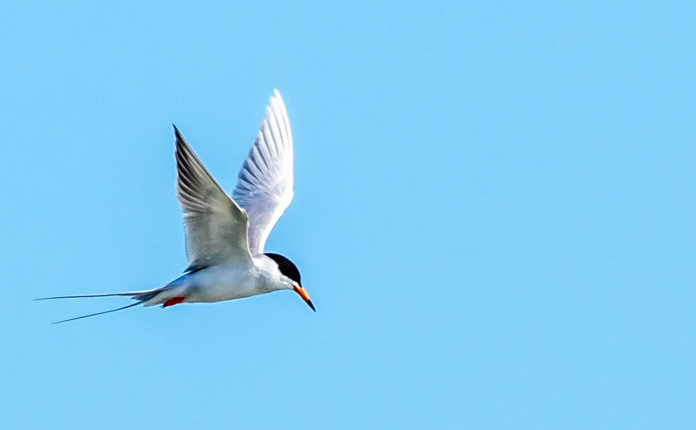 Forster's Tern Ventura Beach