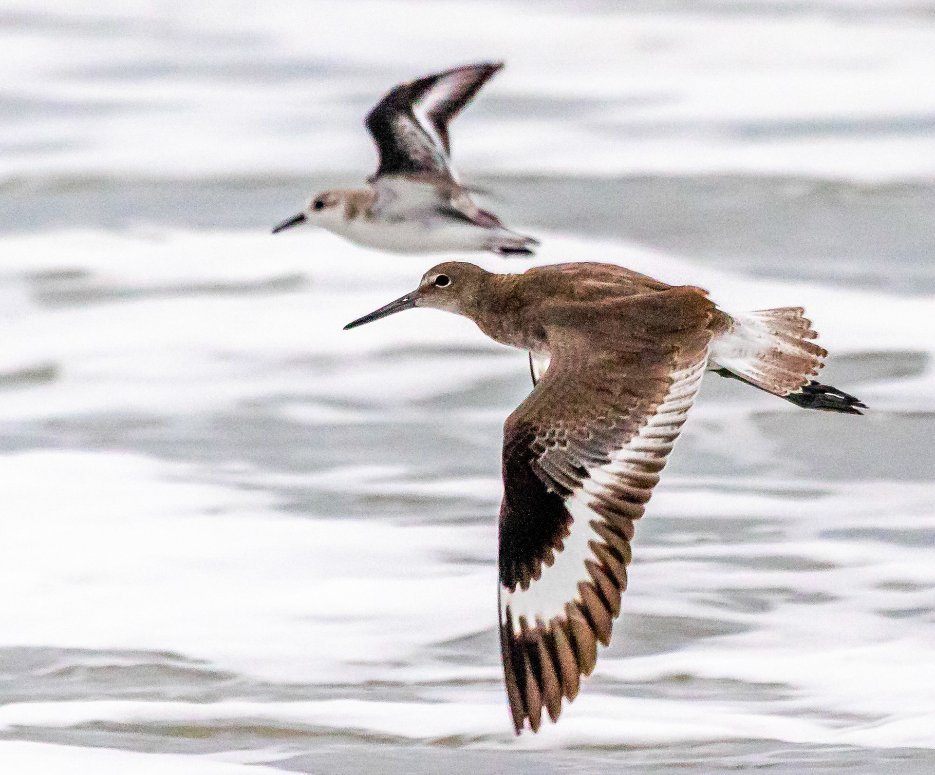 Willet at Ventura Beach with Sanderling in the background