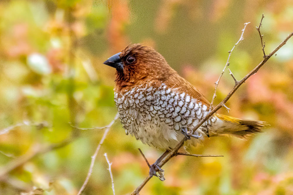 Scaly-Breasted Munia at Andree Clarke Bird Refuge