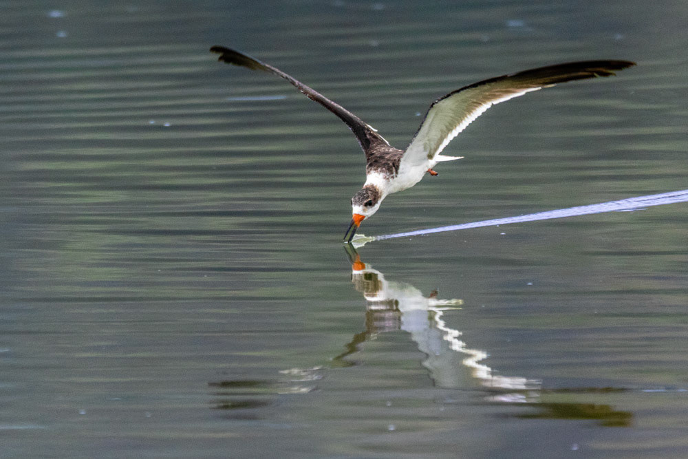 Black Skimmer at Andree Clarke Bird Refuge