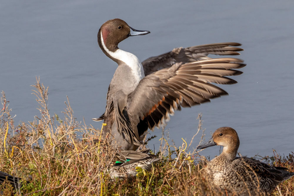 Northern Pintail at Bolsa Chica Marsh