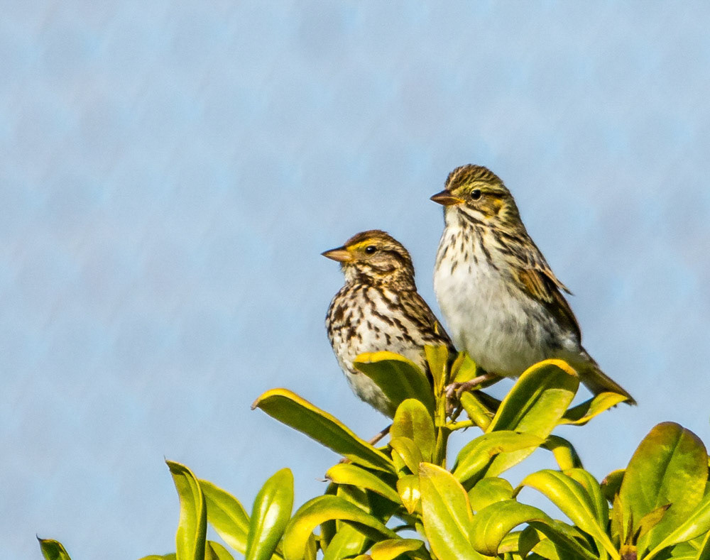 Savannah Sparrows at Ormand Beach