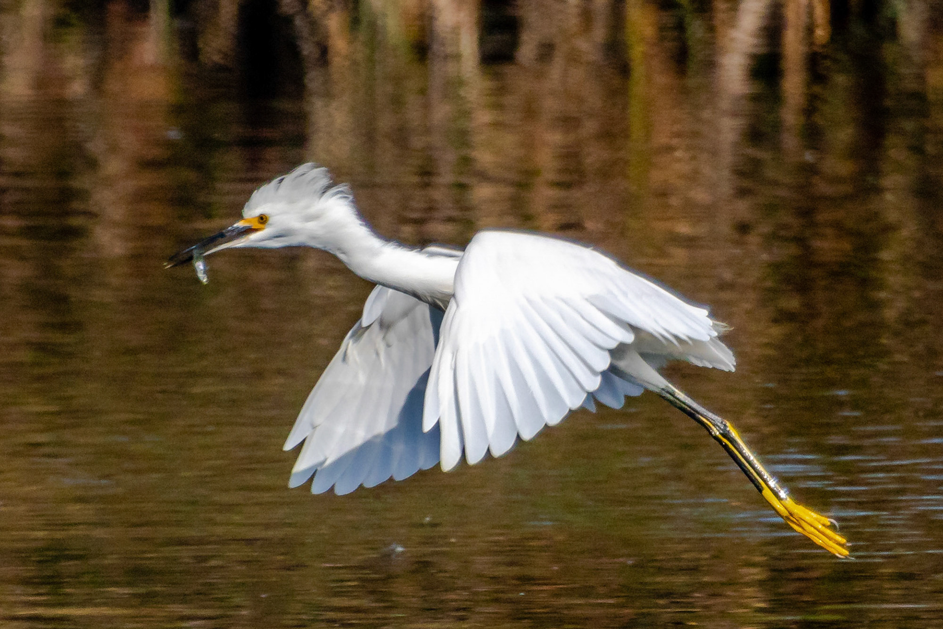 Snowy Egret with a meal at Ventura Ponds