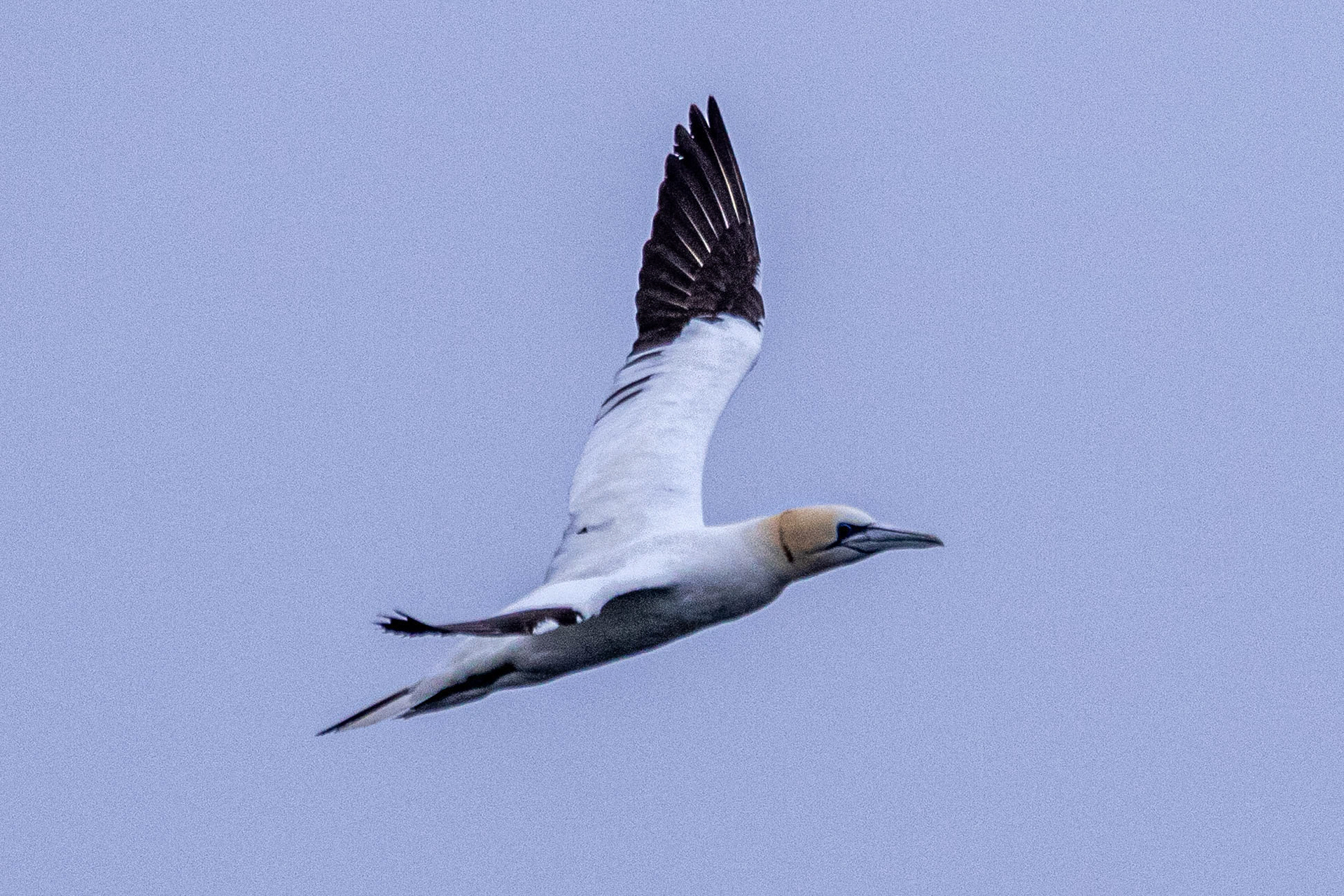 North Cape Gjesvær Bird Watching Tour Northern Gannet