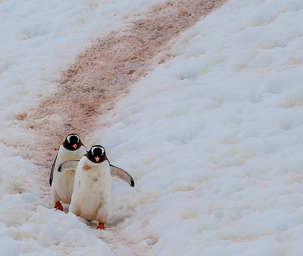 Penguin highway on Neko Harbor