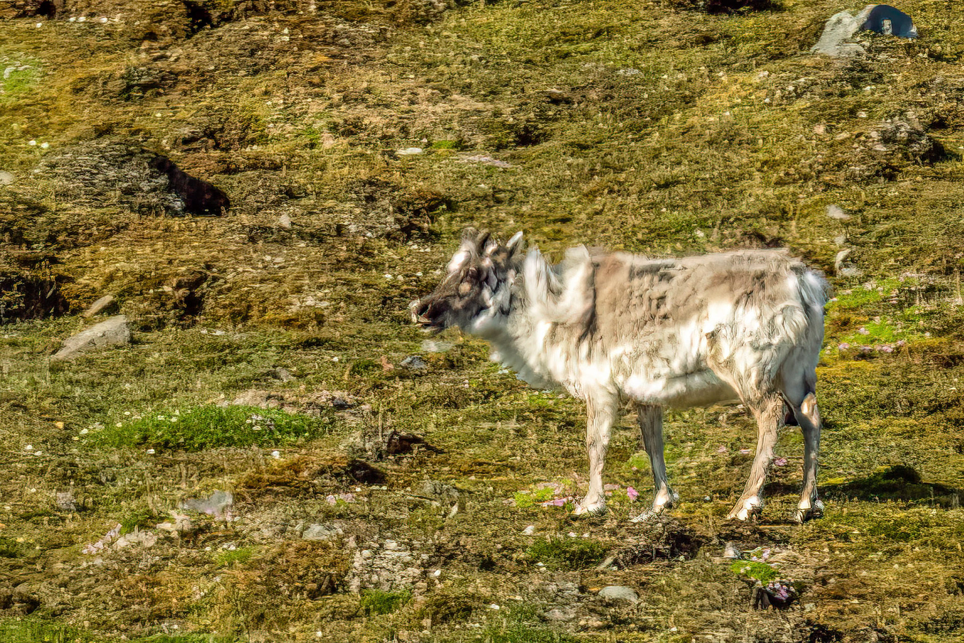 Gaffedbreden Reindeer