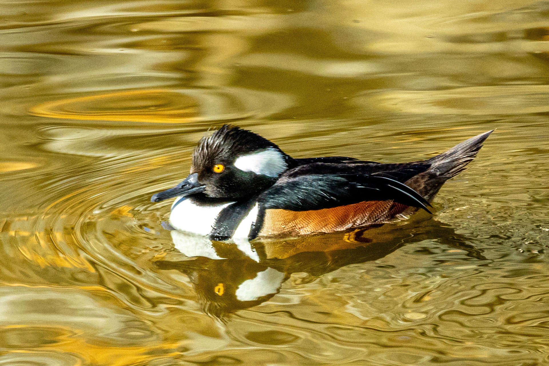 Male Hooded Merganser at Simi Arroyo