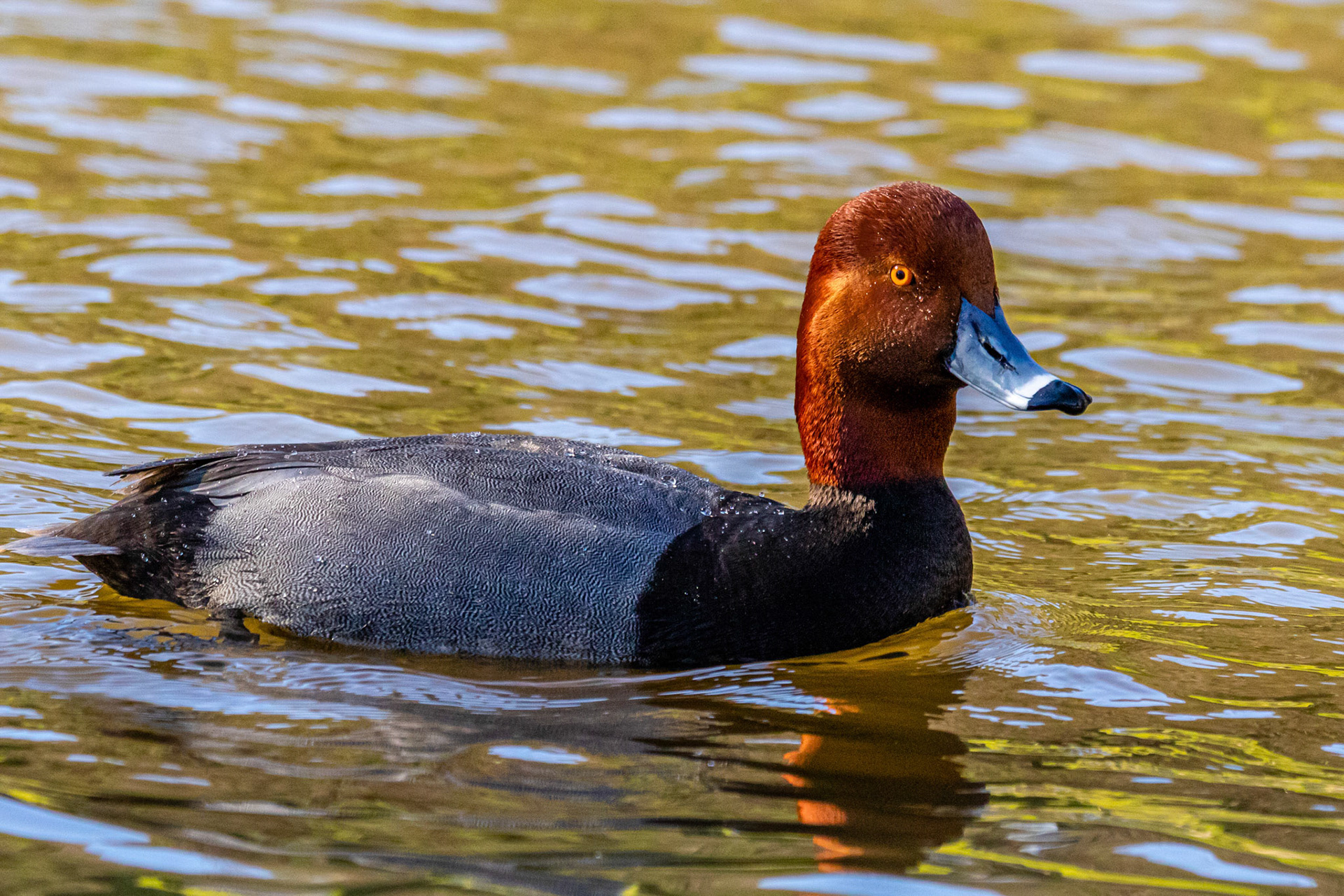 Redhead at Oak Park Pond