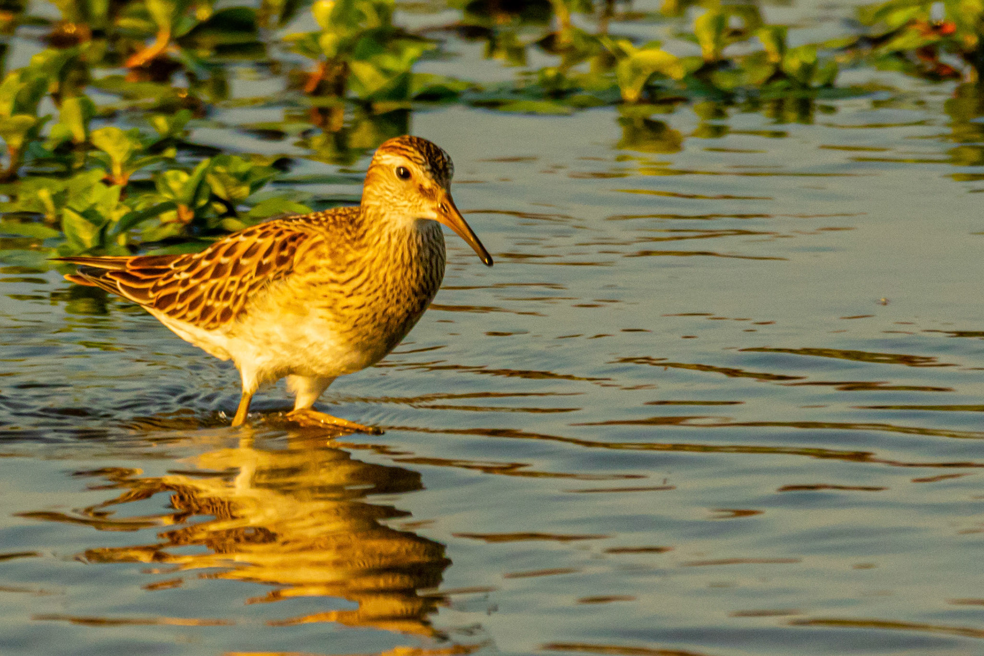 Pectoral Sandpiper at LA River
