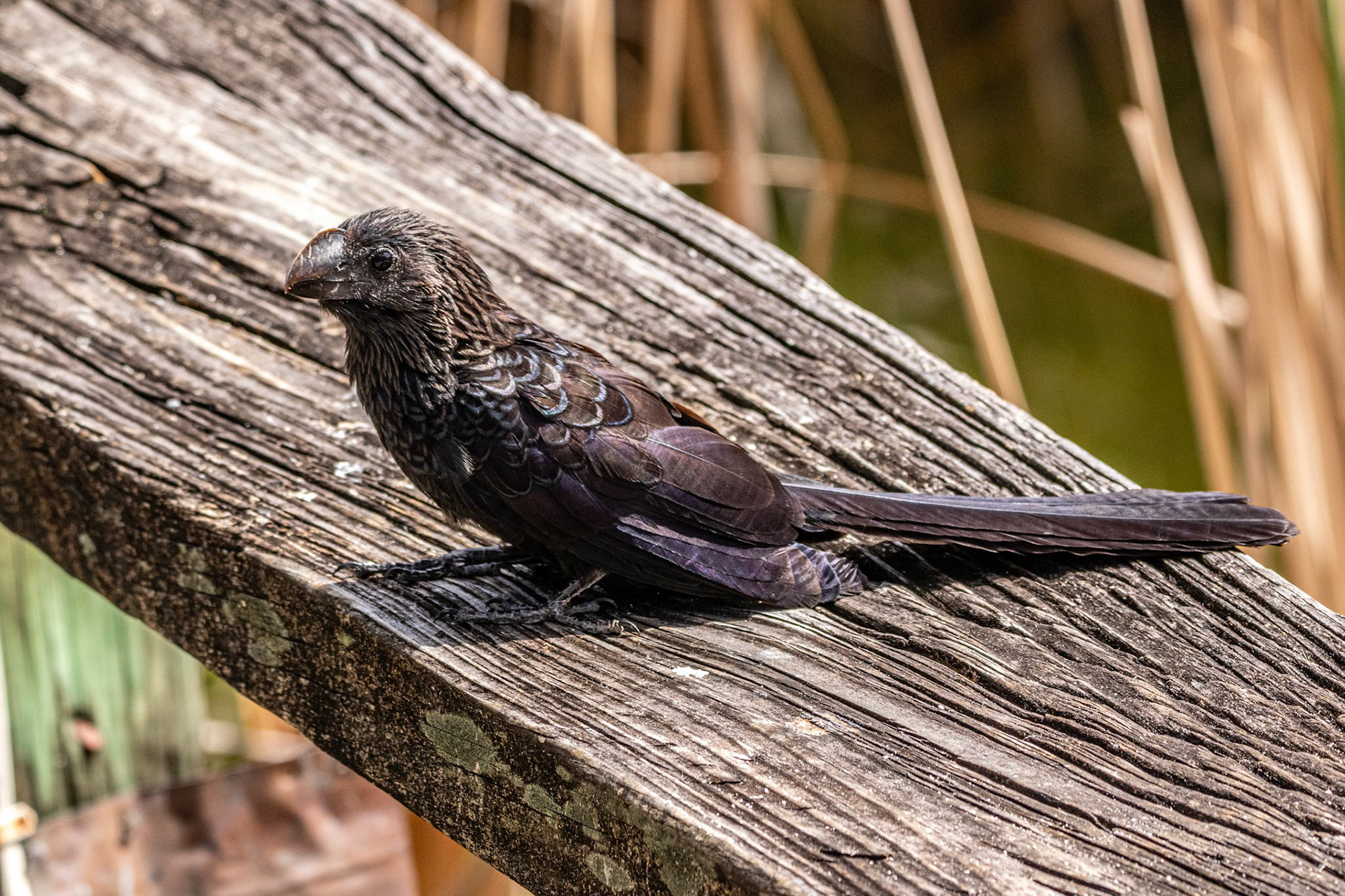 Smooth-Billed Ani at Old Fort Bahamas