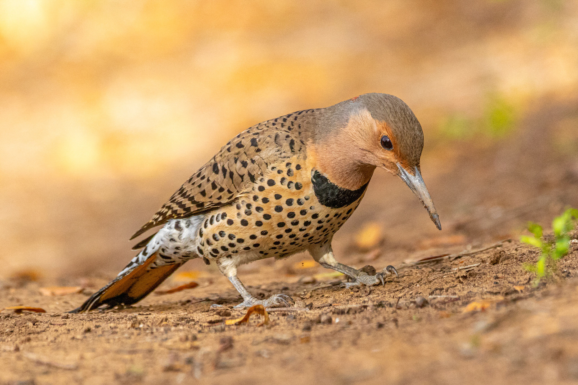 Northern Flicker at Los Carneros County Park