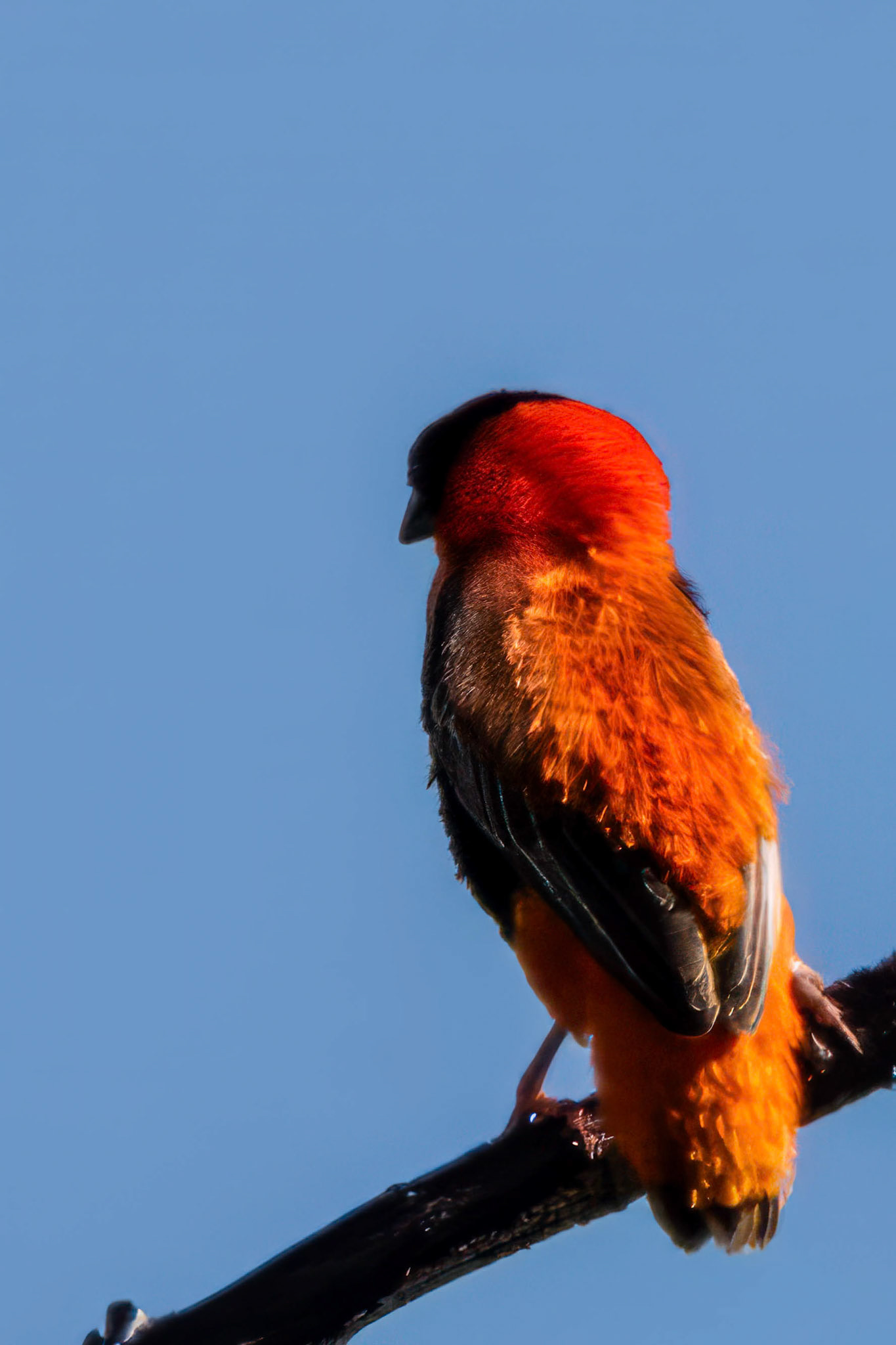 Northern Red Bishop at Los Angeles River