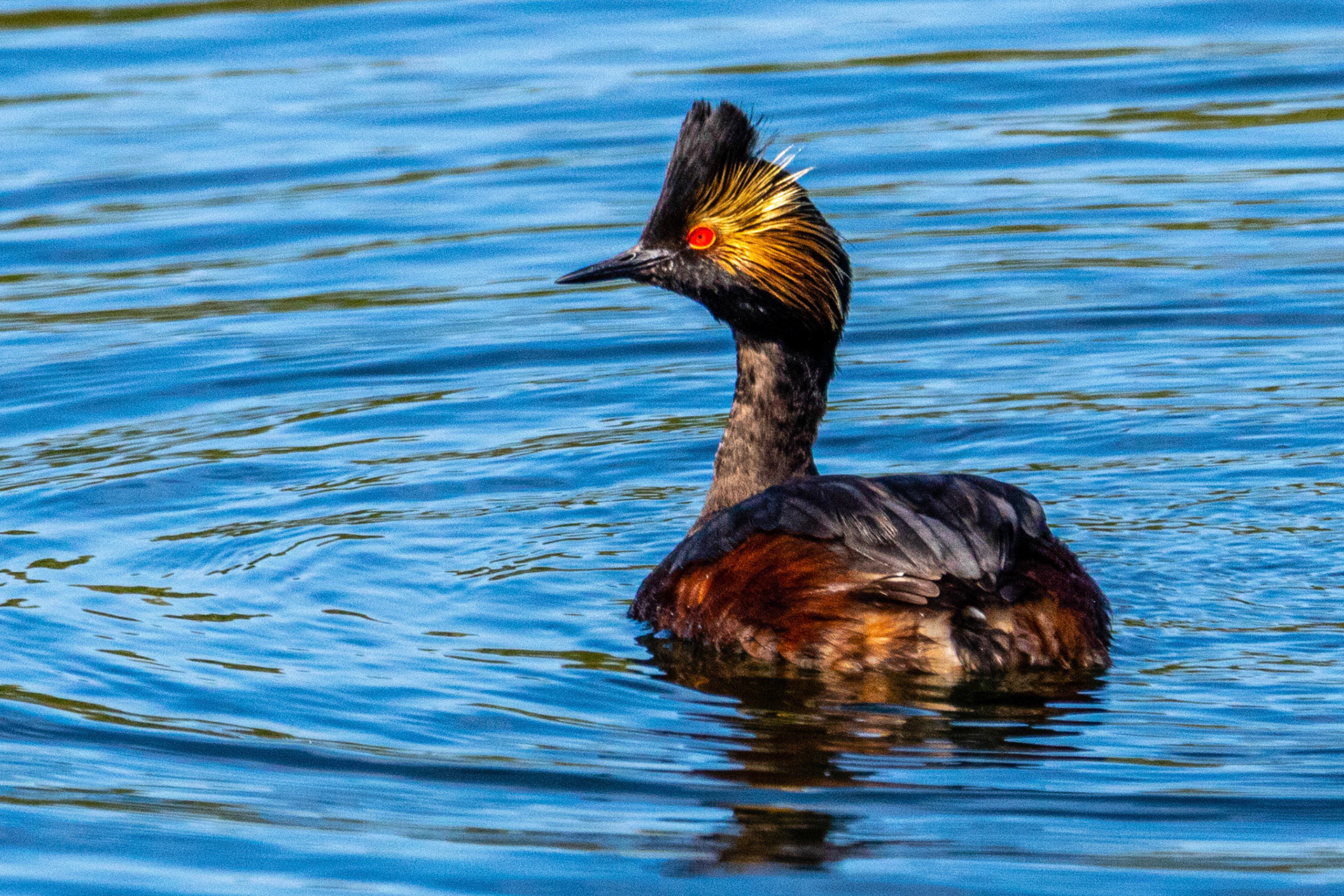 Eared Grebe at Ventura Ponds