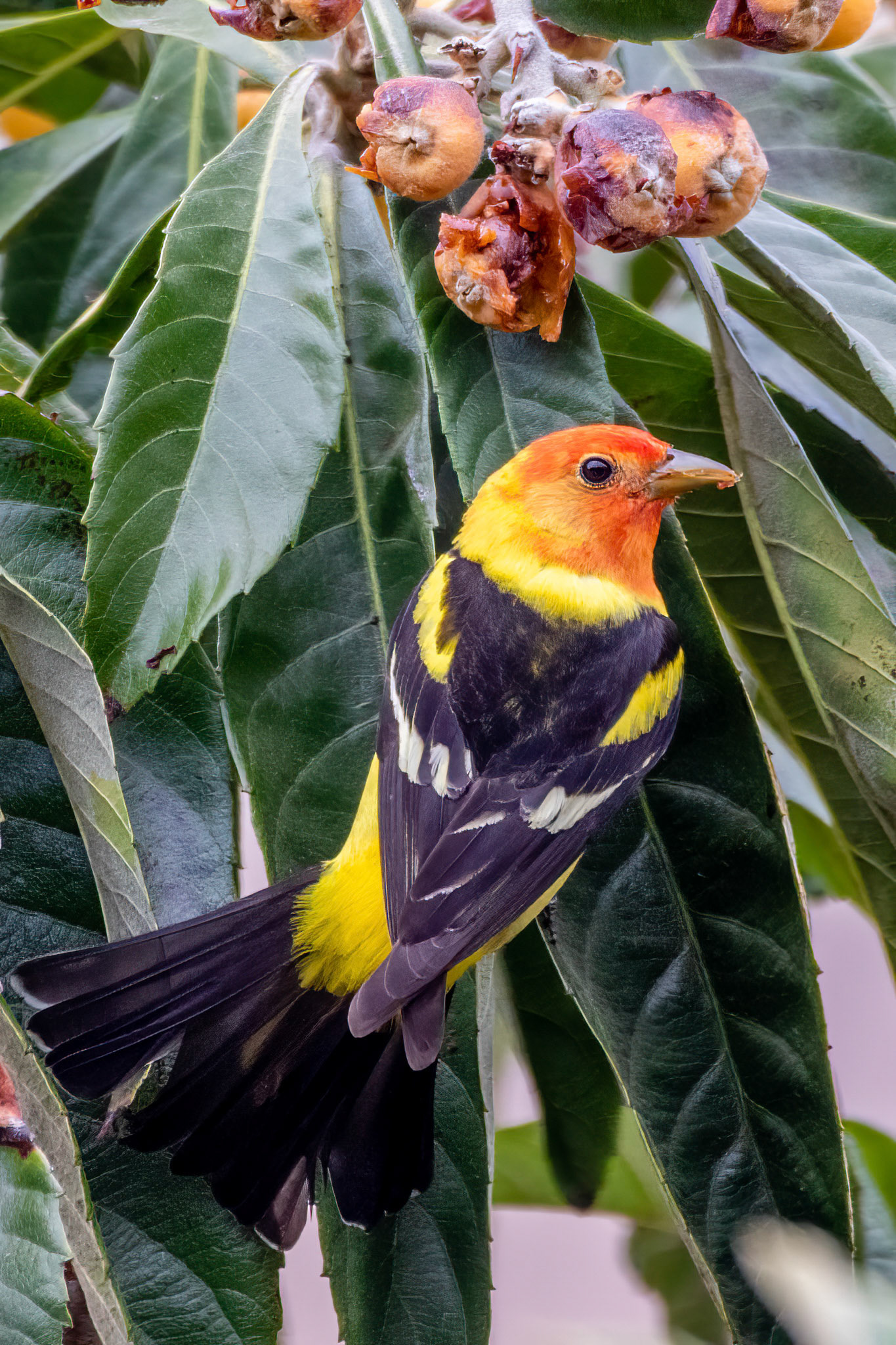 Western Tanager in Canada Larga