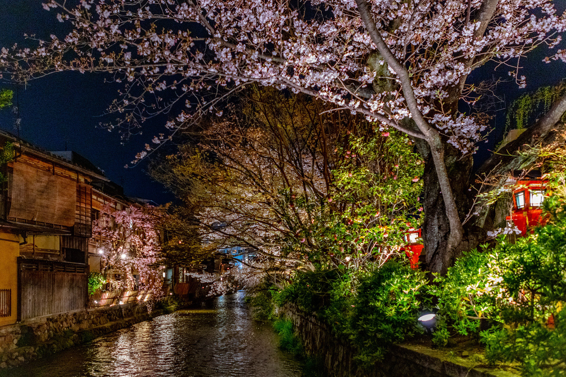 Gion Shinagawa Cherry Trees at Night Kyoto