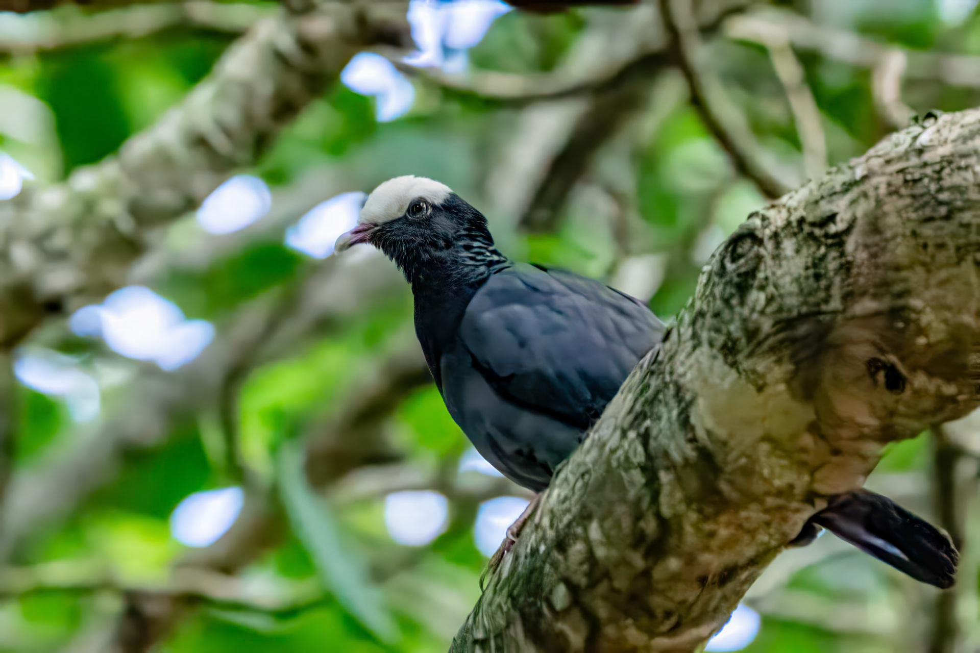 White-Crowned Pigeon at The Retreat Bahamas
