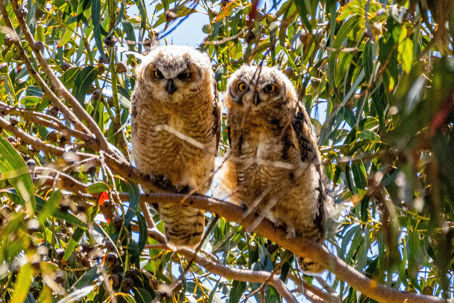 Owlets at Olivas Adobe