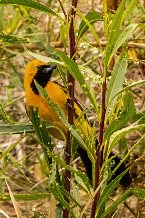 Hooded Oriole in Simi Arroyo