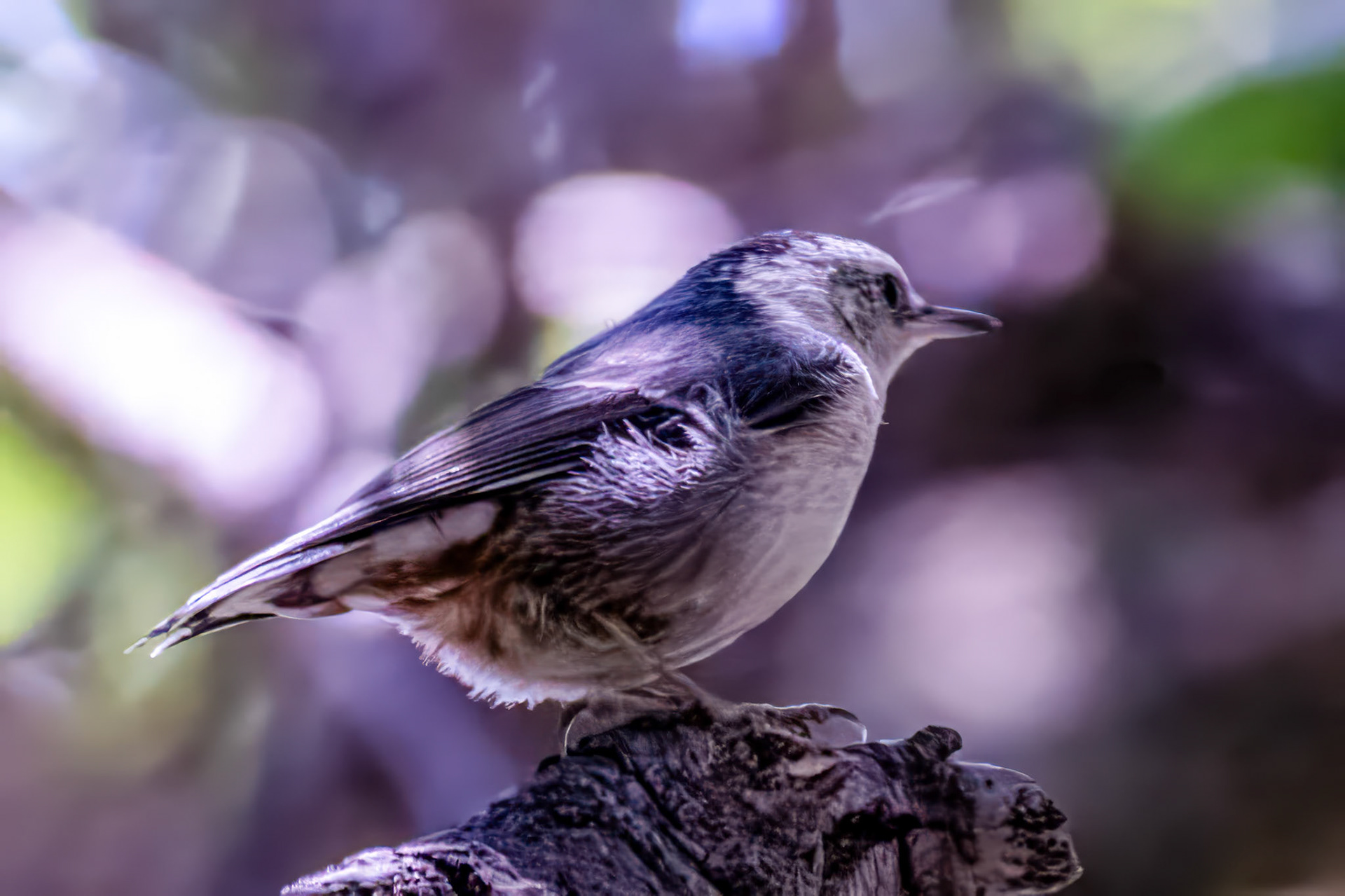 Pygmy Nuthatch in Oak Oark