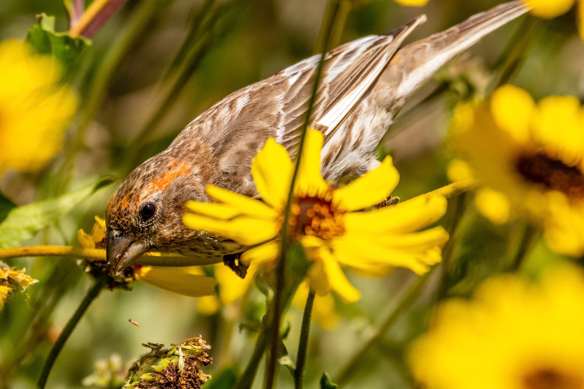 Cassin's Finch at Car[interia Marsh