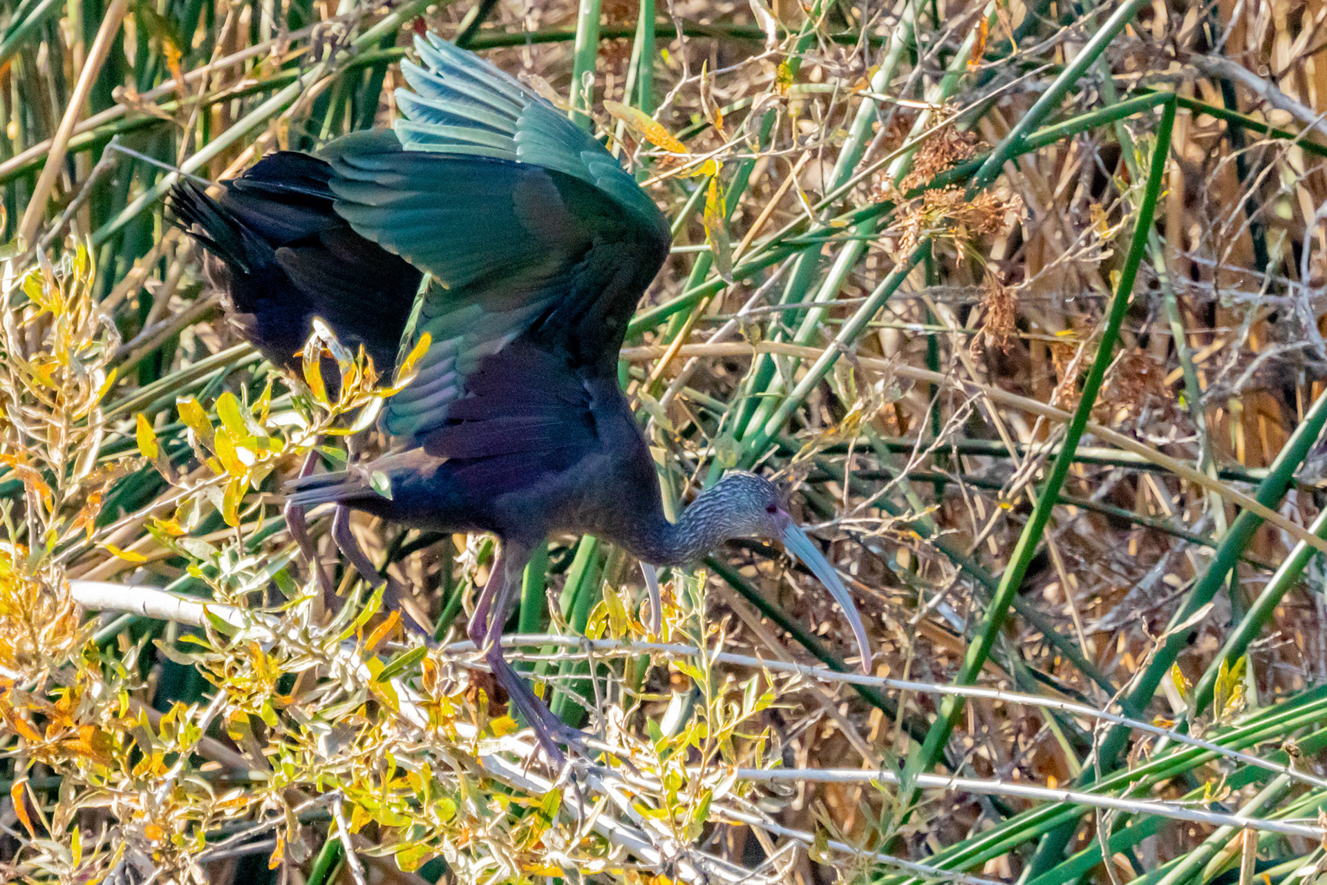 White-faced Ibis at Ventura Ponds