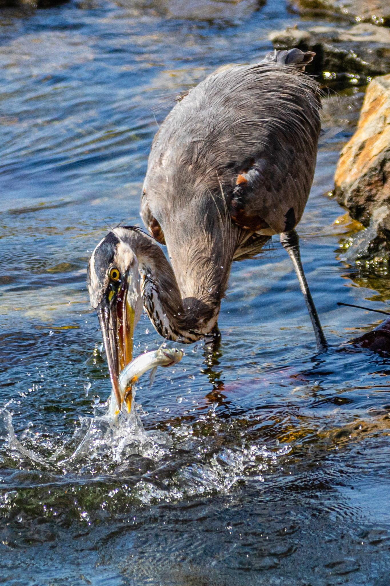 A Great Blue Heron catches a fish at Bolsa Chica Reserve