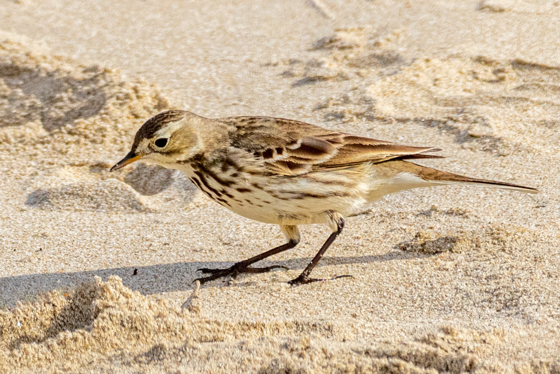 American Pipit at Goleta Beach
