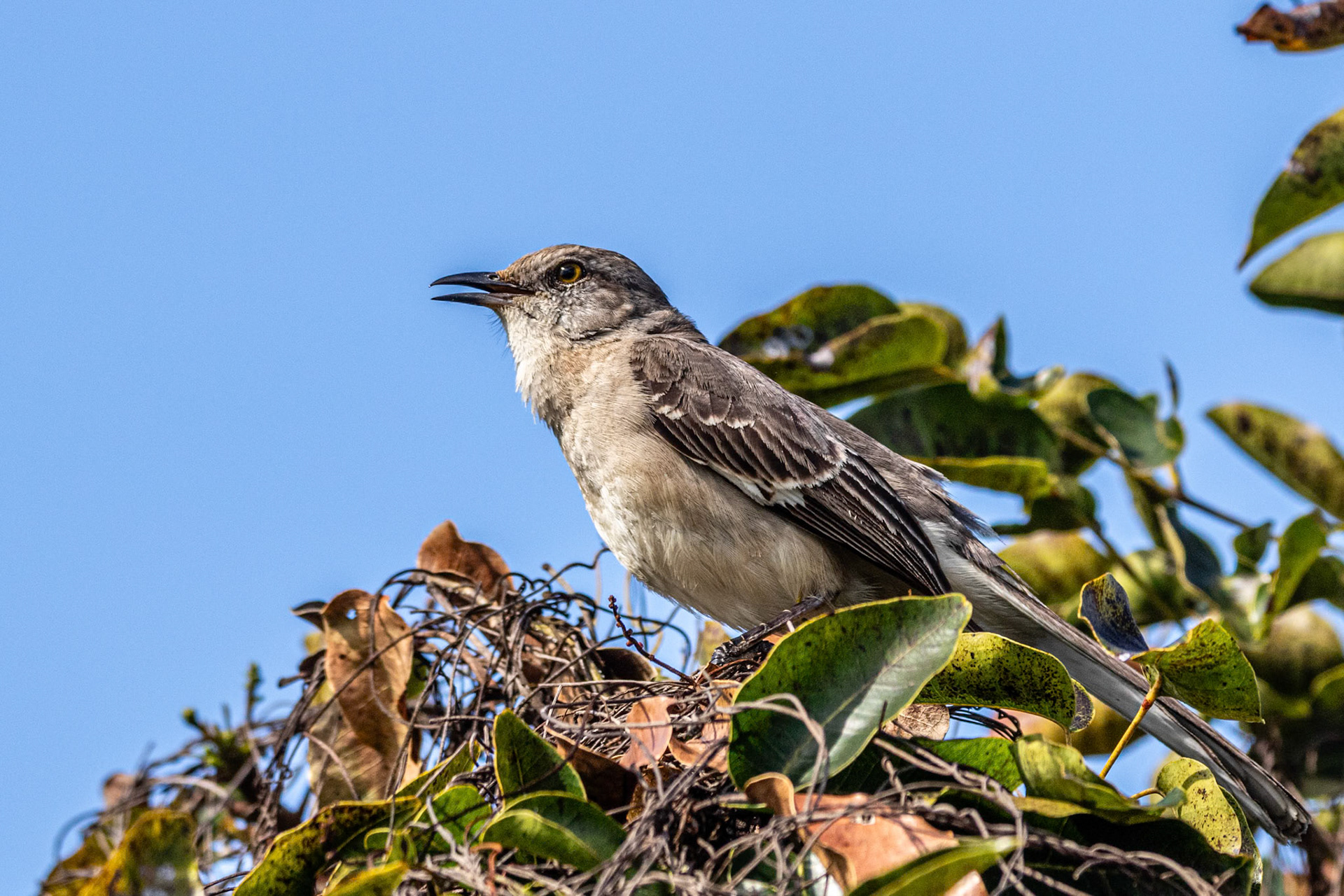Northern Mockingbird at Old Fort Bahamas