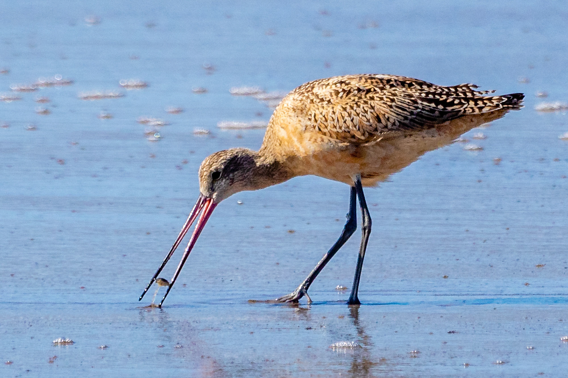 Marbled Gadwit feeding at Ventura Beach
