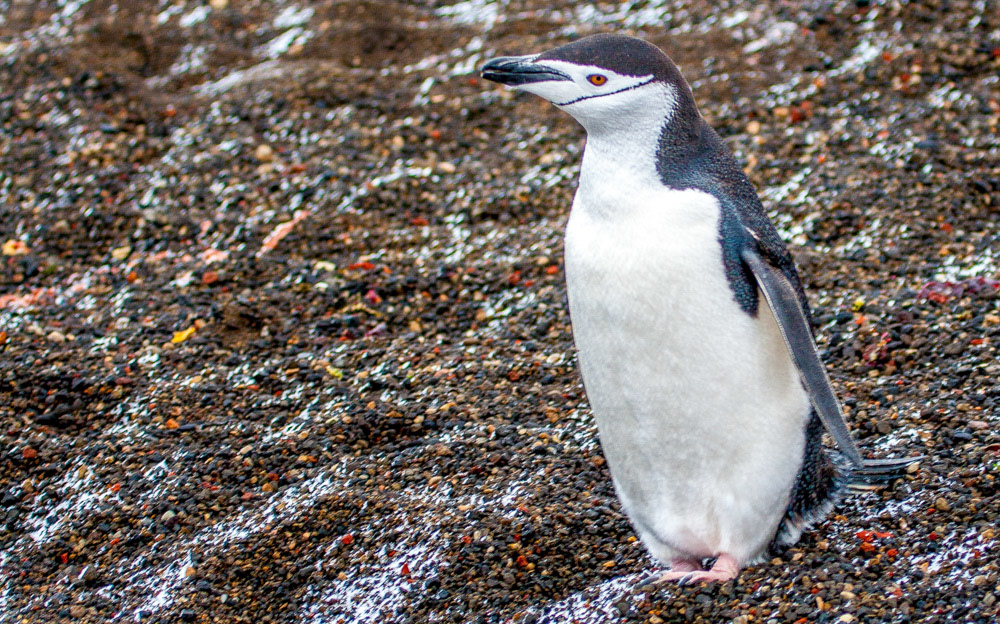 Chinstrap penguin on Deception Island