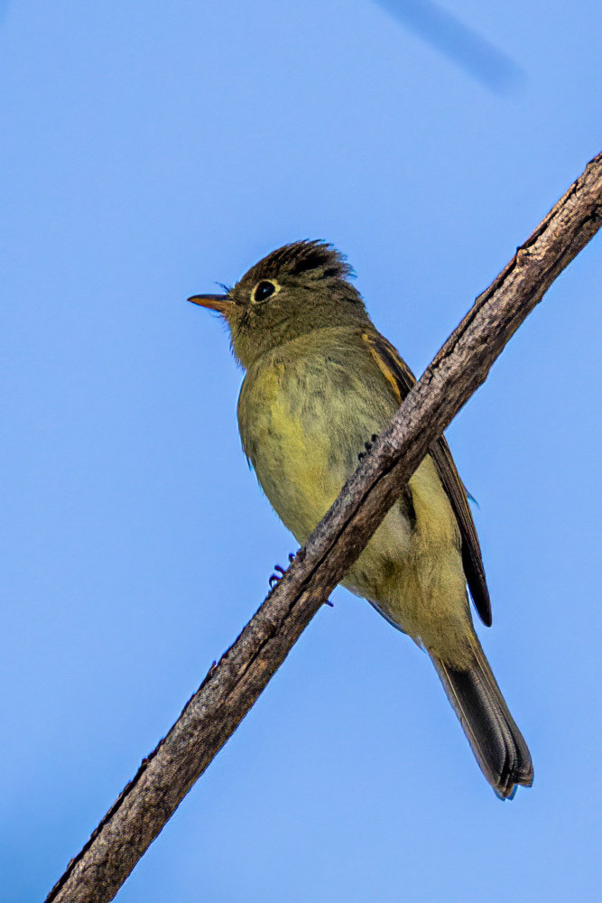 Pacific-slope Flycatcher at Bob Killdee Park