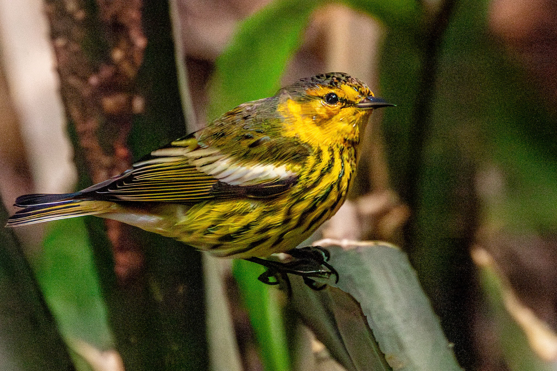 Cape May Warbler at The Retreat Bahamas