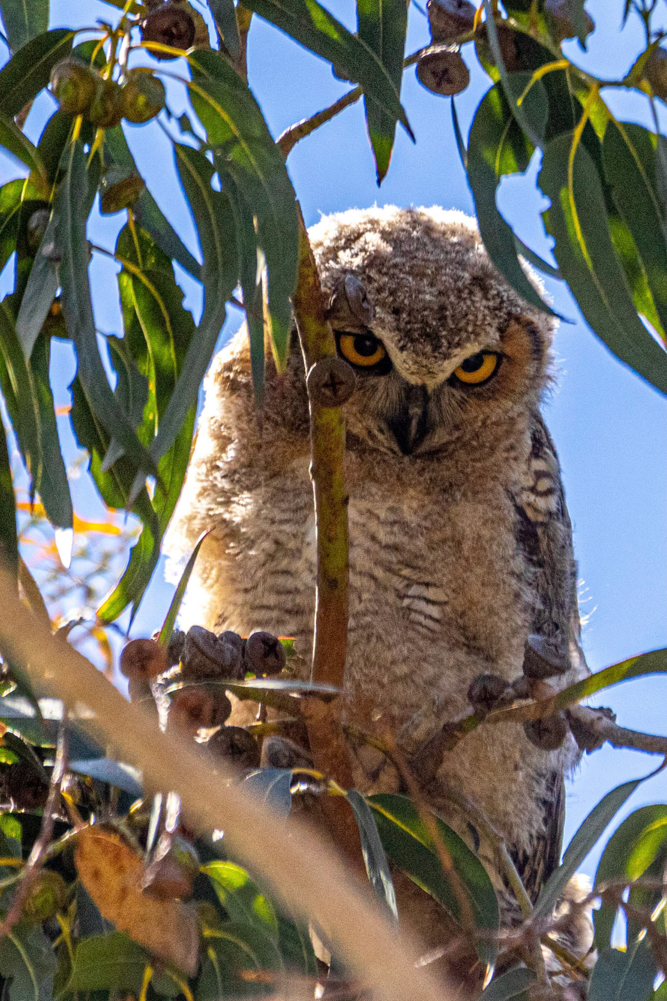 Owlet at Olivas Adobe