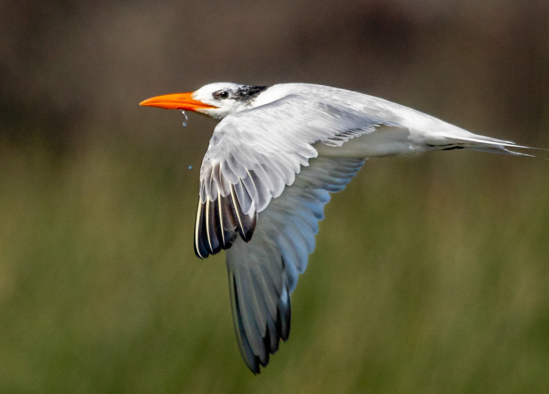Elegant Tern over Ventura Beach