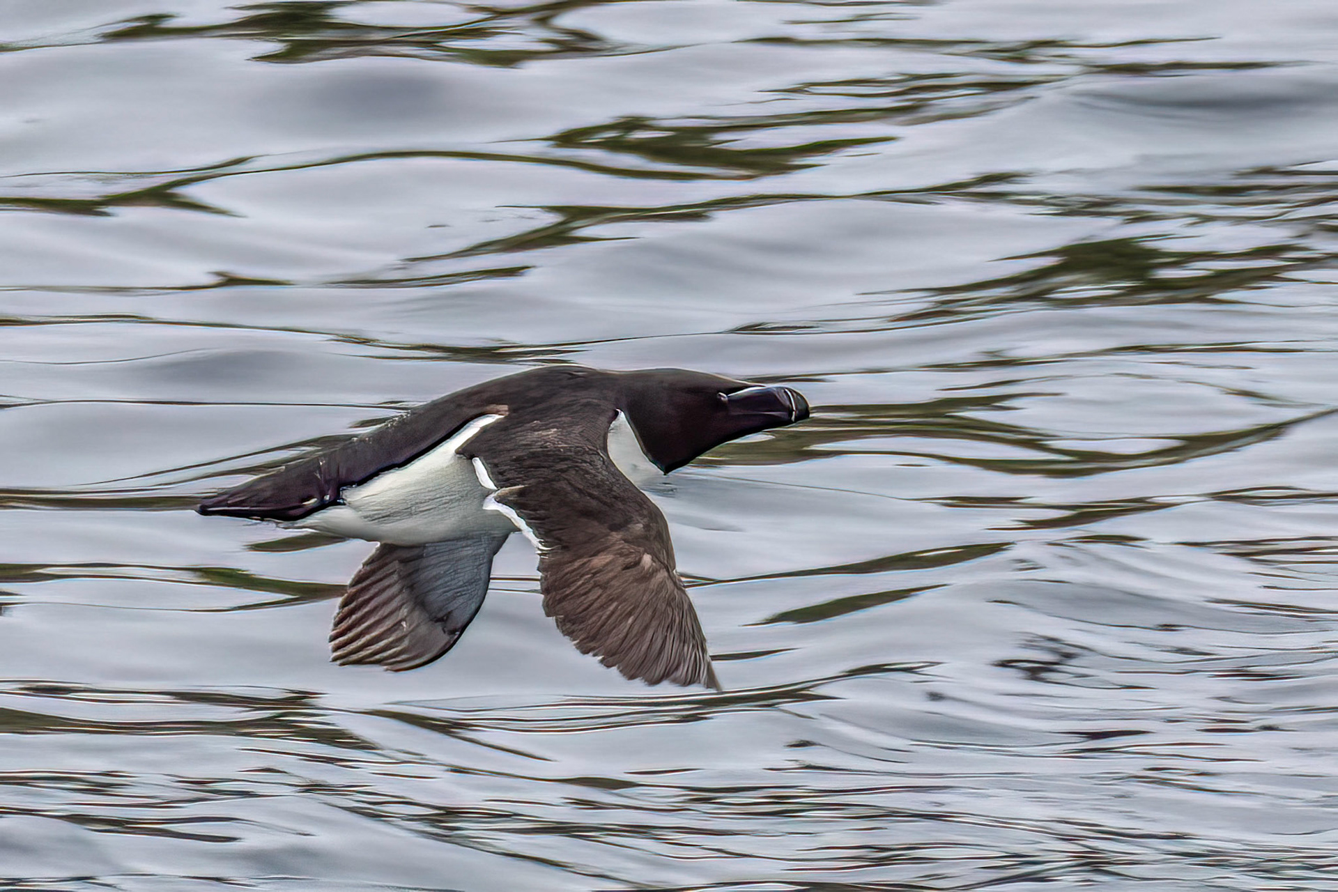 North Cape Skarsvag Razorbill