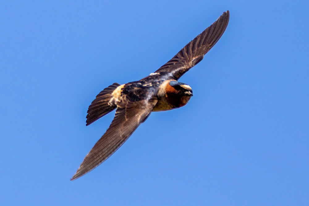 Cliff Swallow at Satwiwa