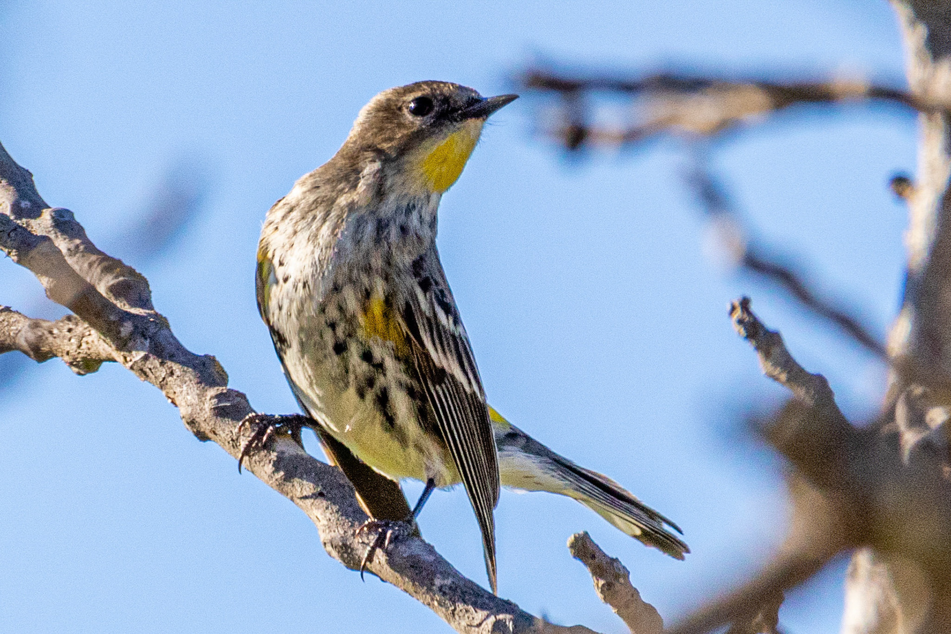 Yellow-rumped Warbler in Canada Larga Ojai