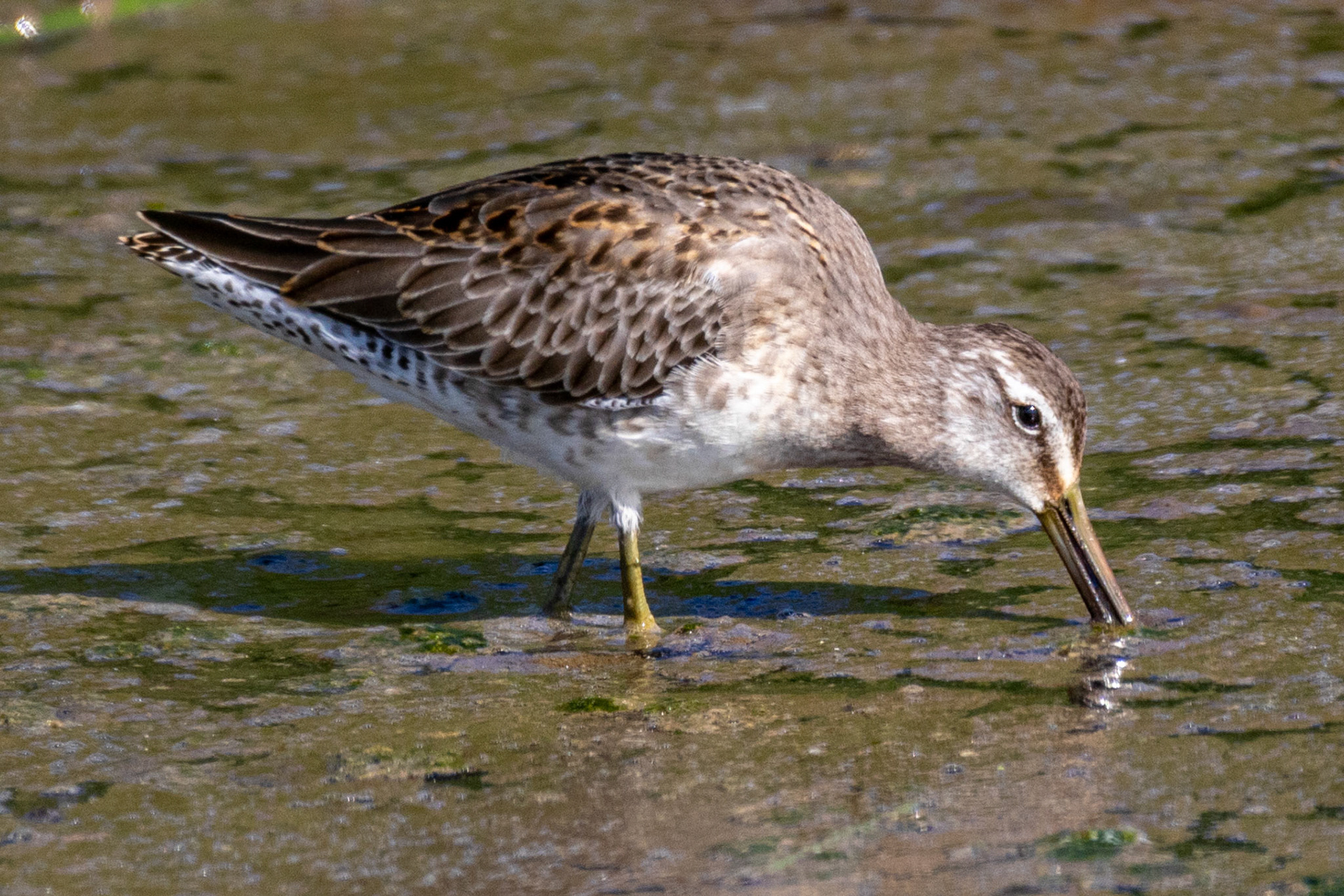 Stilt Sandpiperat Ormond Beach