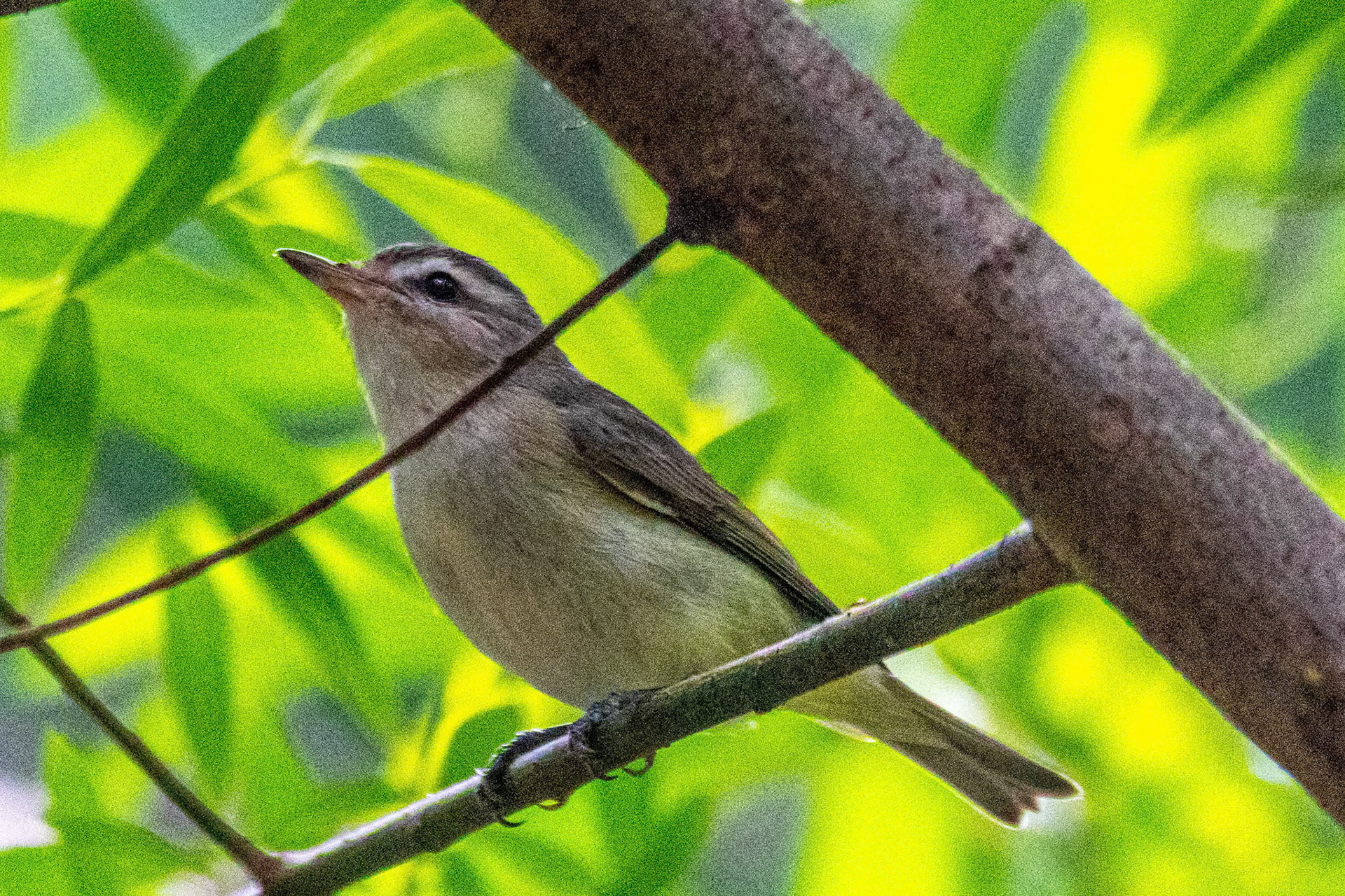 Warbling Vireo in Oak Park